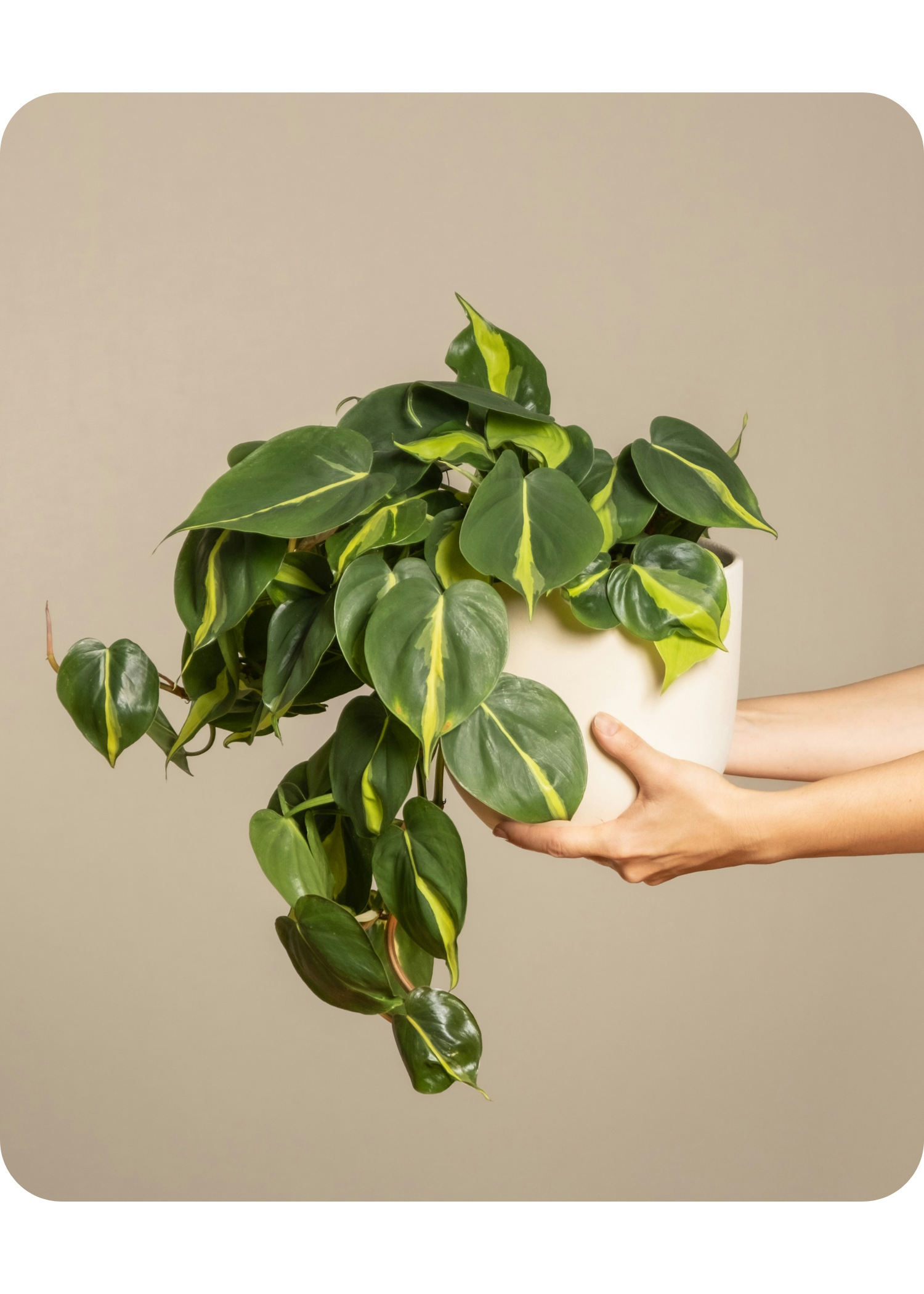 Trailing Plants