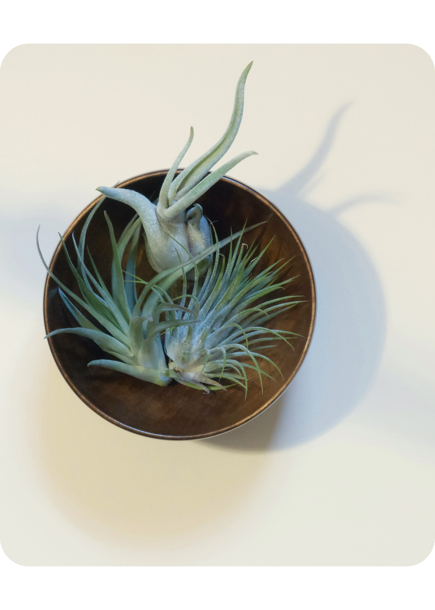 Air Plants