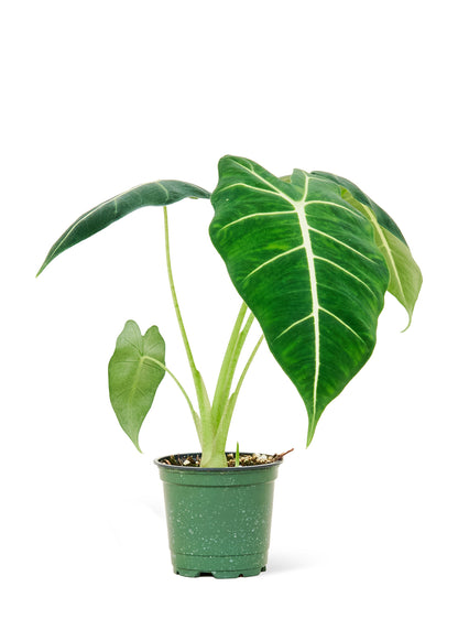 Alocasia 'Frydek', Small