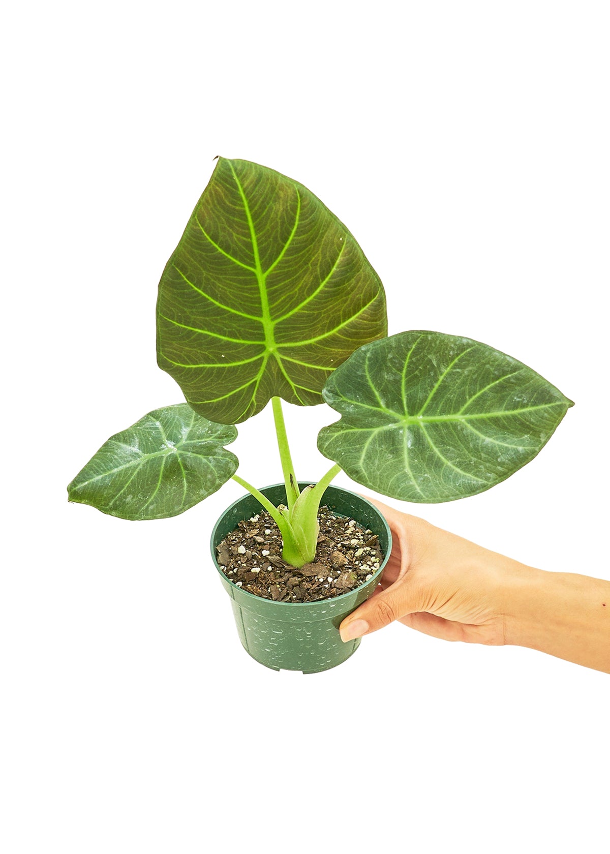 Alocasia 'Regal Shields', Small