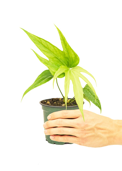 Anthurium 'Fingers', Small