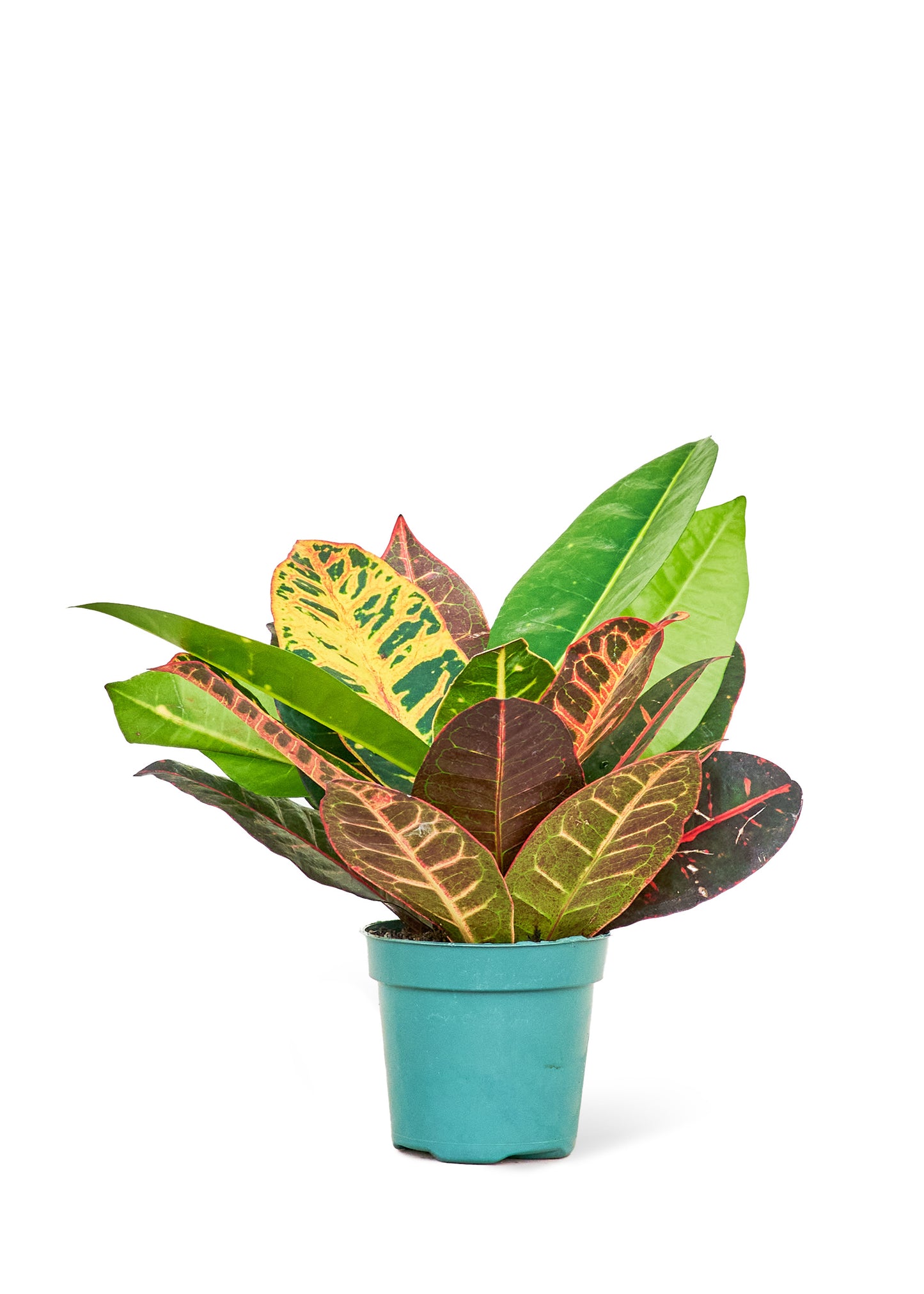 Croton 'Petra', Small