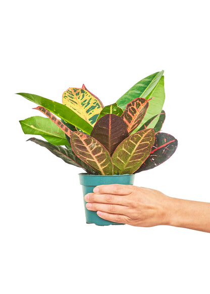 Croton 'Petra', Small