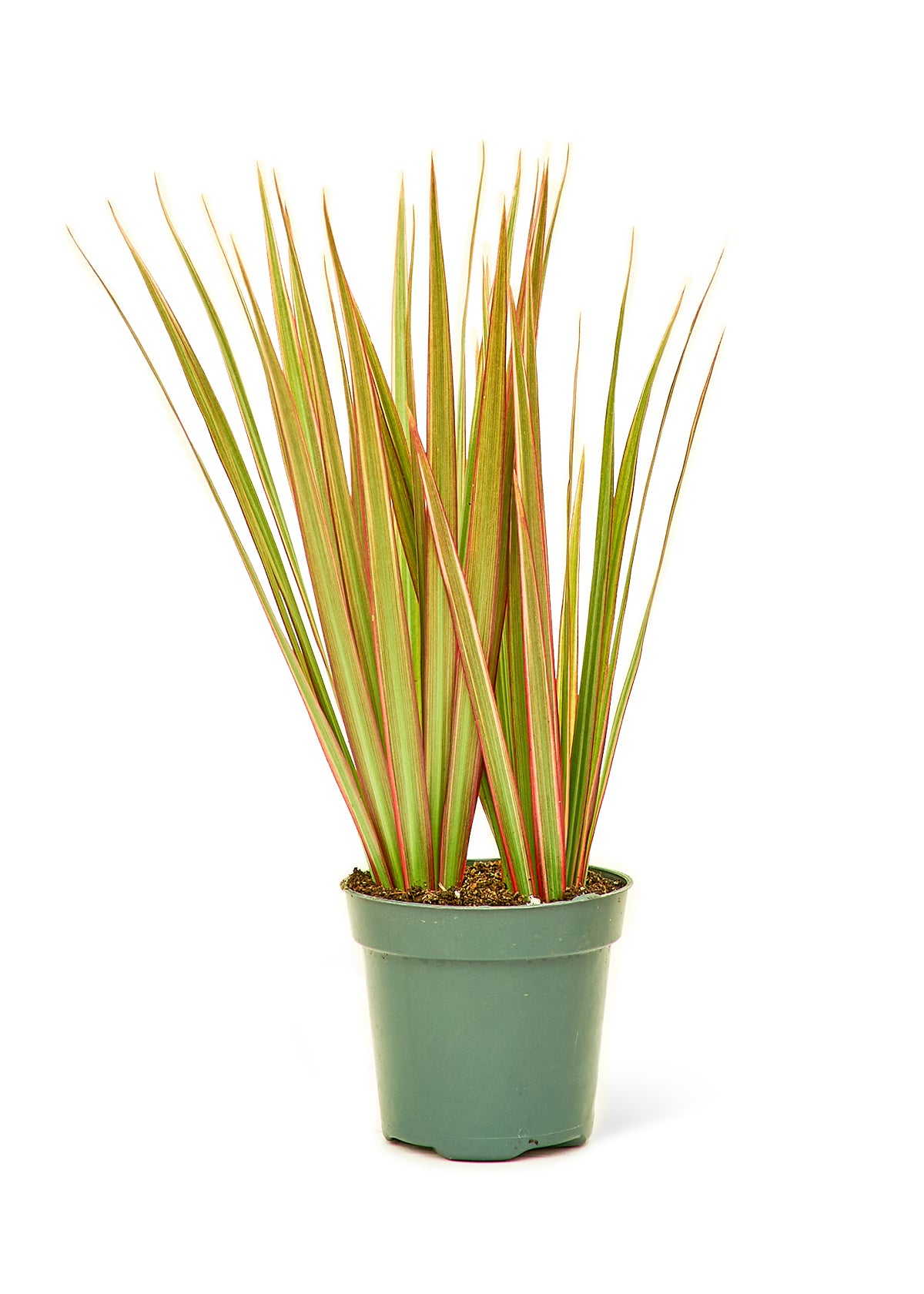 Bicolor Dragon Tree, Small