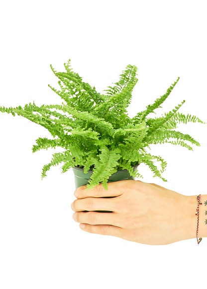 Boston Fern, Small