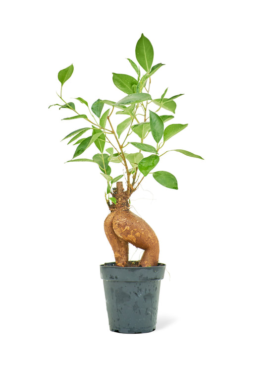 Ficus 'Ginseng' Bonsai, Small