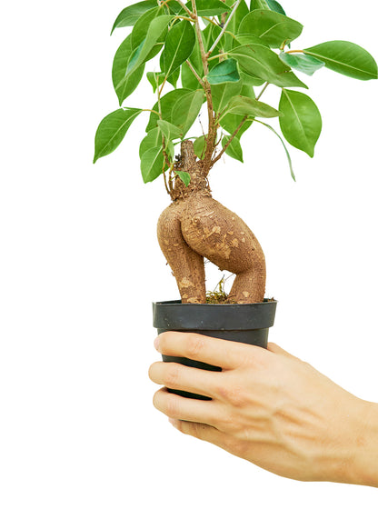 Ficus 'Ginseng' Bonsai, Small