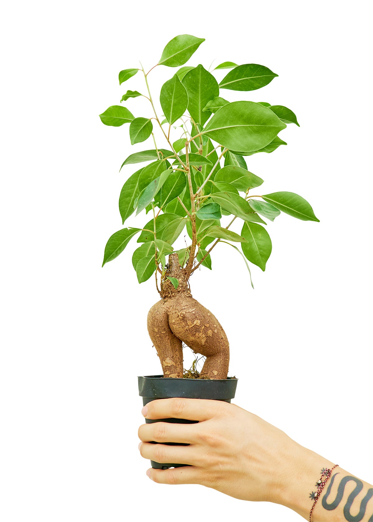 Ficus 'Ginseng' Bonsai, Small