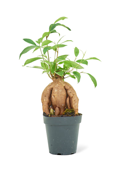 Ficus 'Ginseng' Bonsai, Small