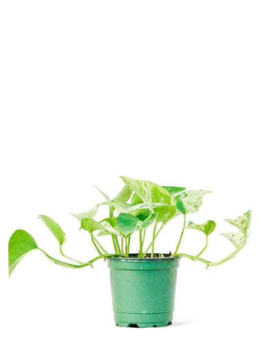 Pothos 'Marble Queen', Small