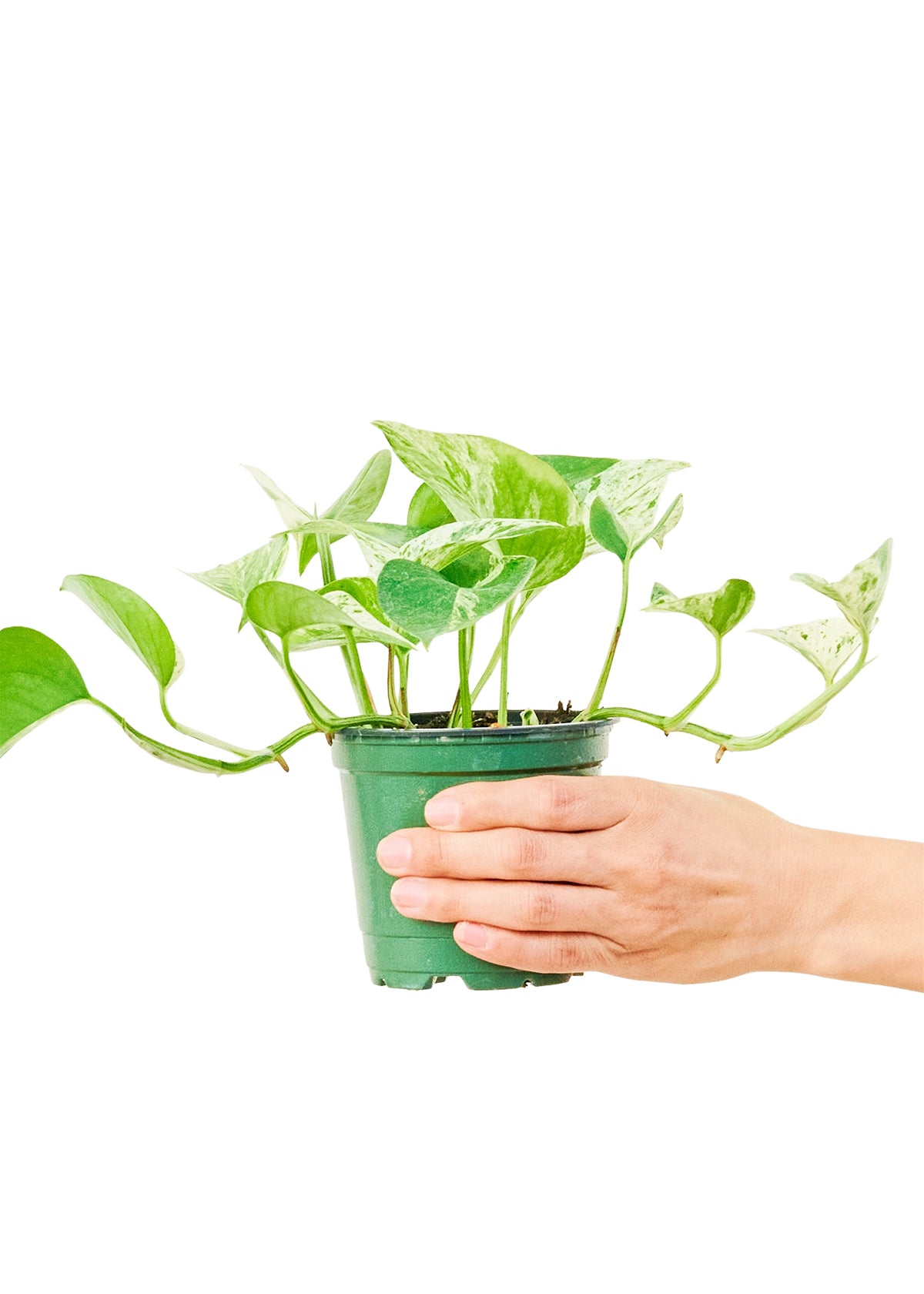 Pothos 'Marble Queen', Small