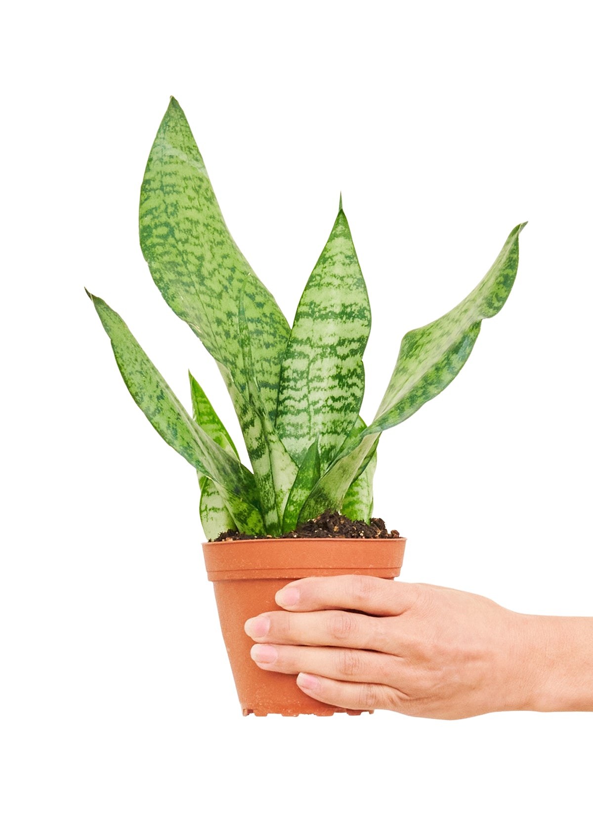 Snake Plant 'Zeylanica', Small