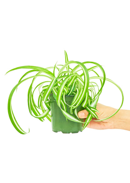 Spider Plant 'Bonnie', Small