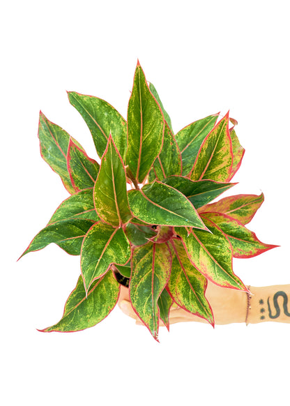 Red Chinese Evergreen, Medium