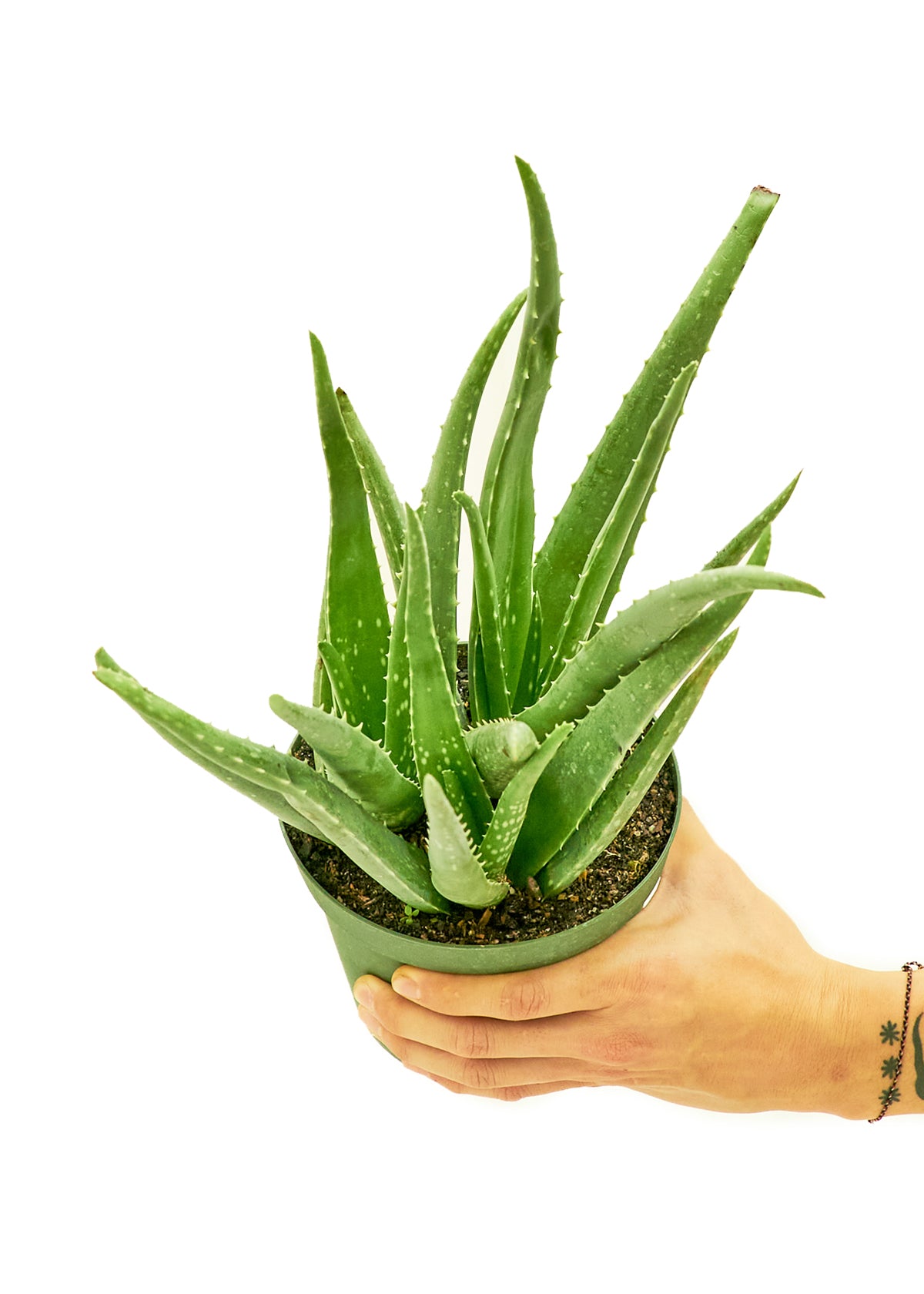 Aloe Vera, Medium