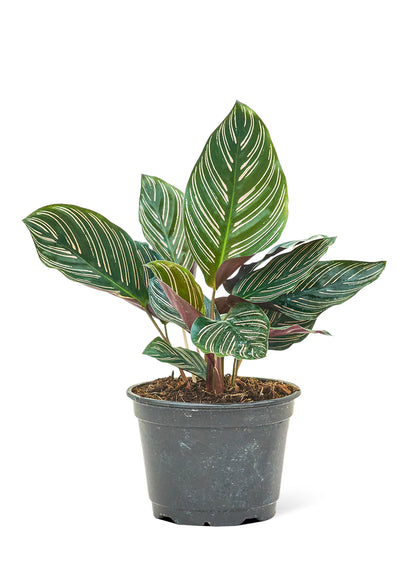 Calathea 'Pinstripe', Medium