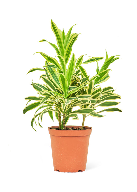 Dracaena 'Song of India', Medium