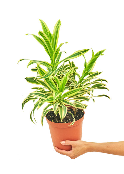 Dracaena 'Song of India', Medium