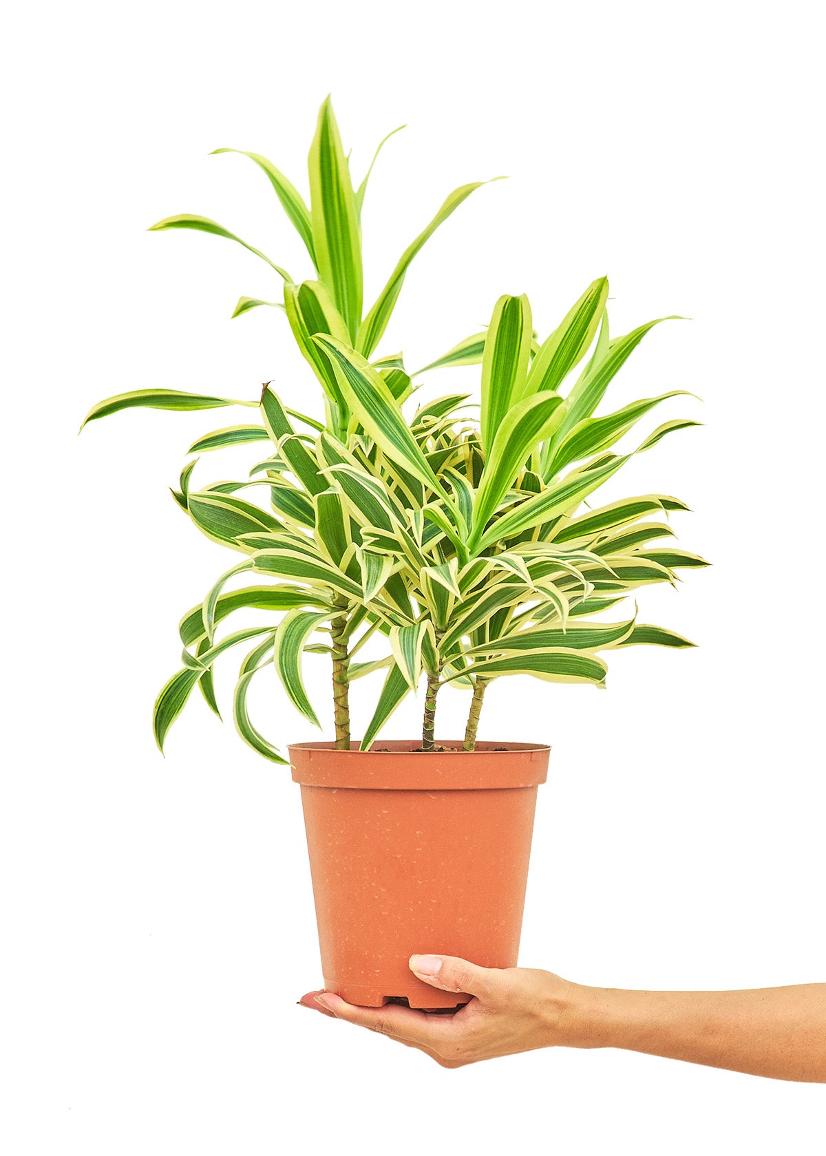 Dracaena 'Song of India', Medium