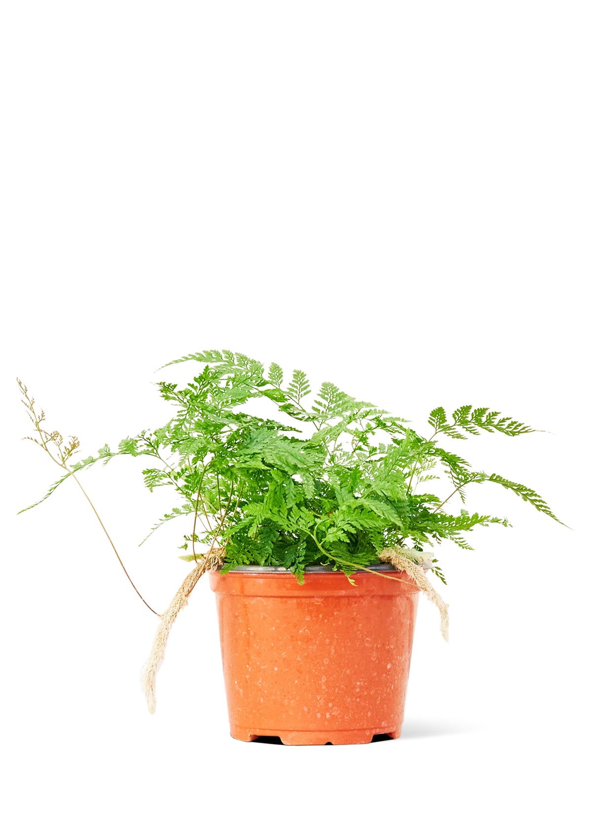 Rabbit Foot Fern, Medium