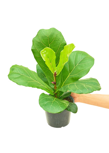 Fiddle Leaf Fig, Medium