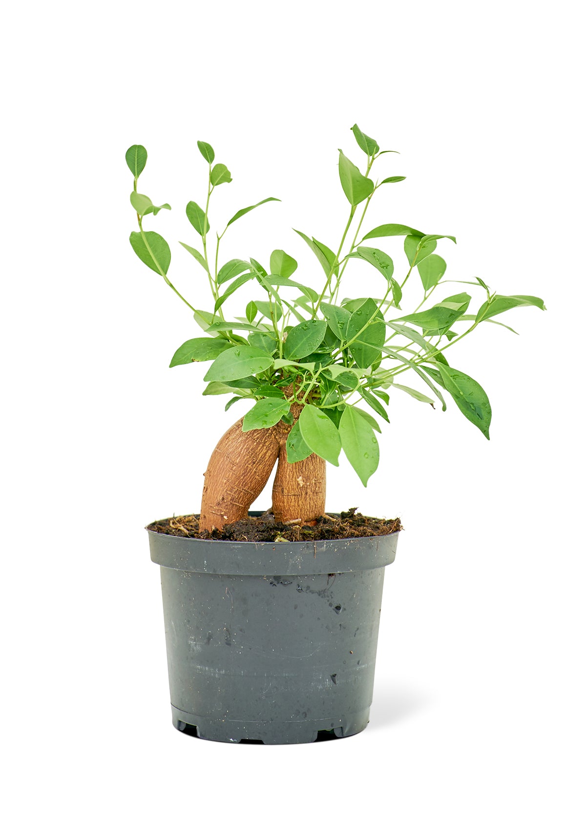 Ficus 'Ginseng' Bonsai, Medium