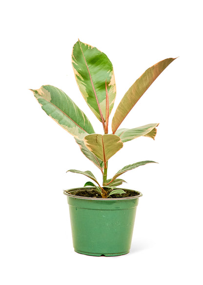 Ficus 'Tineke', Medium