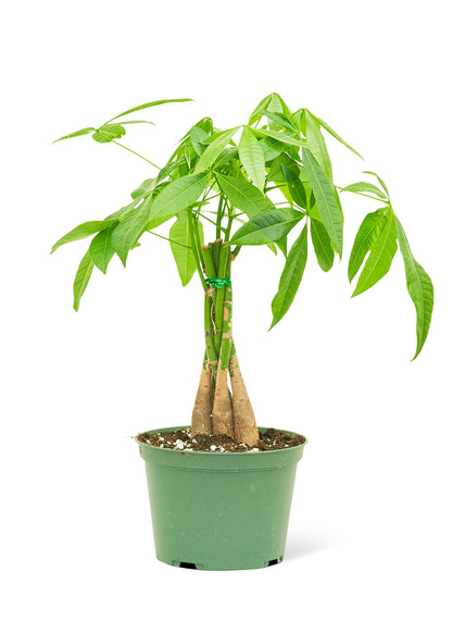 Braided Money Tree, Medium