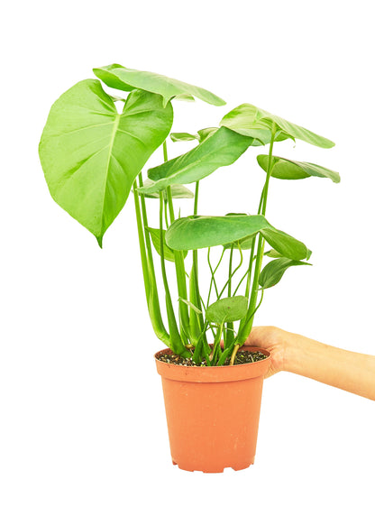 Monstera Swiss Cheese Plant, Medium