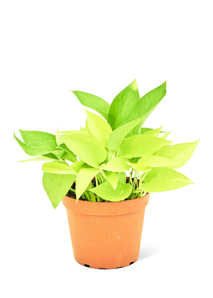 Neon Pothos, Medium