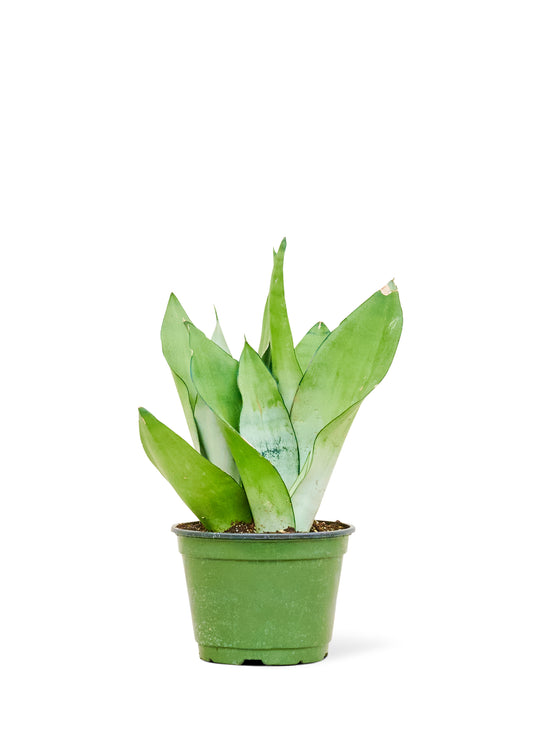 Moonshine Snake Plant, Medium