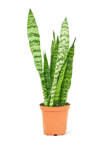 Snake Plant 'Zeylanica', Medium