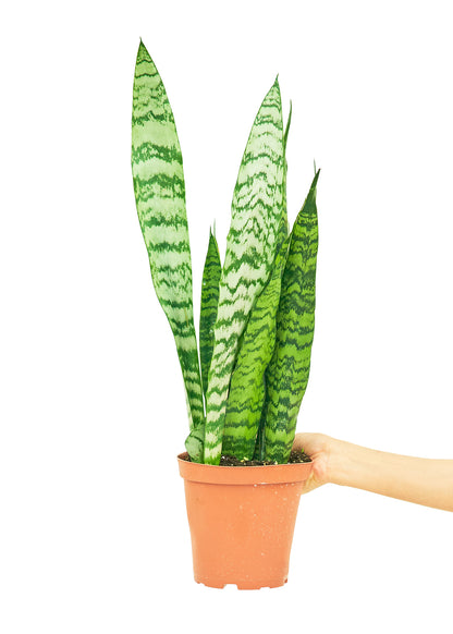 Snake Plant 'Zeylanica', Medium