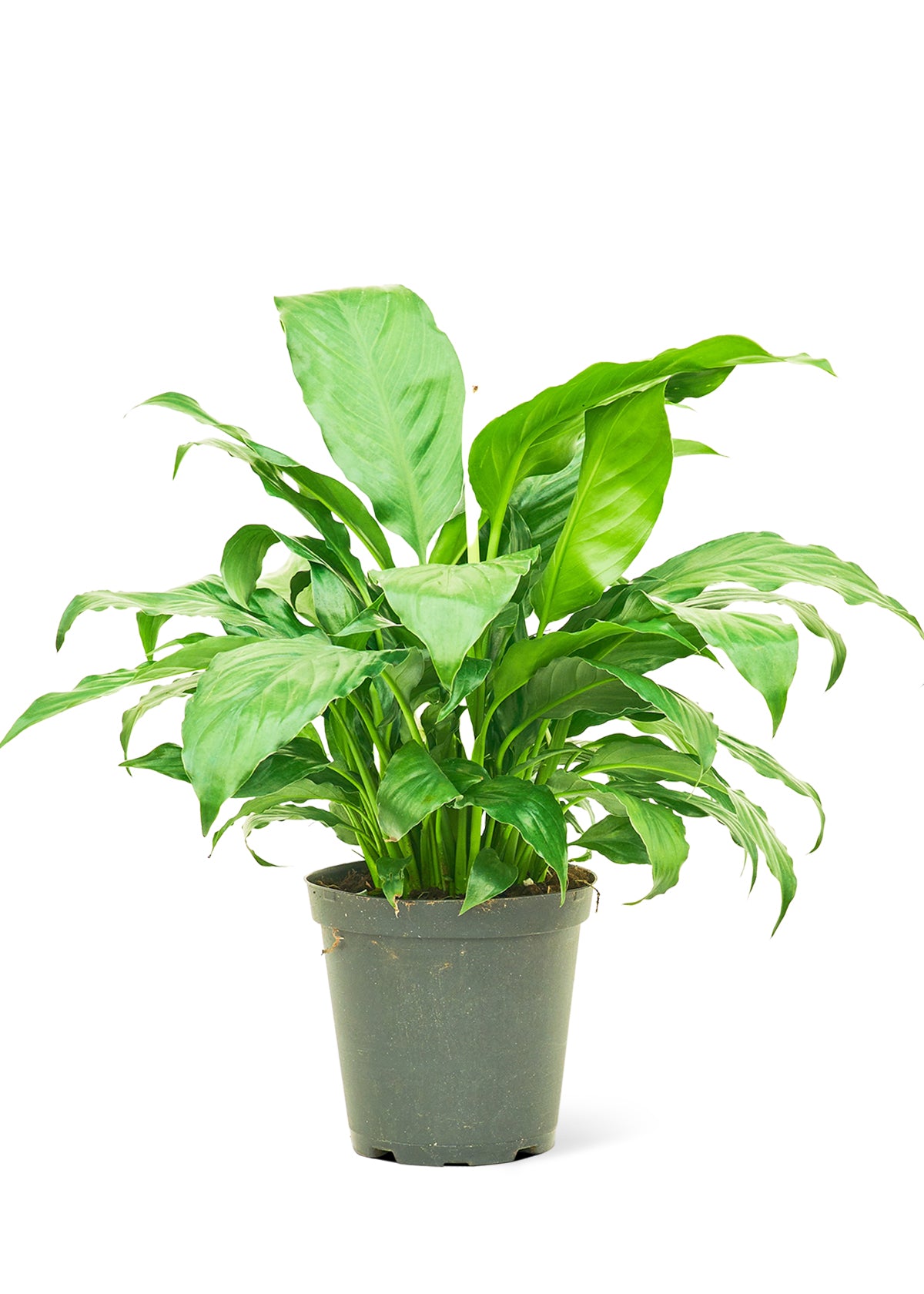 Peace Lily, Medium