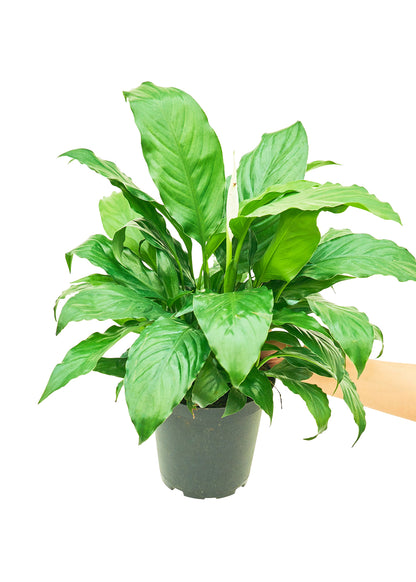 Peace Lily, Medium