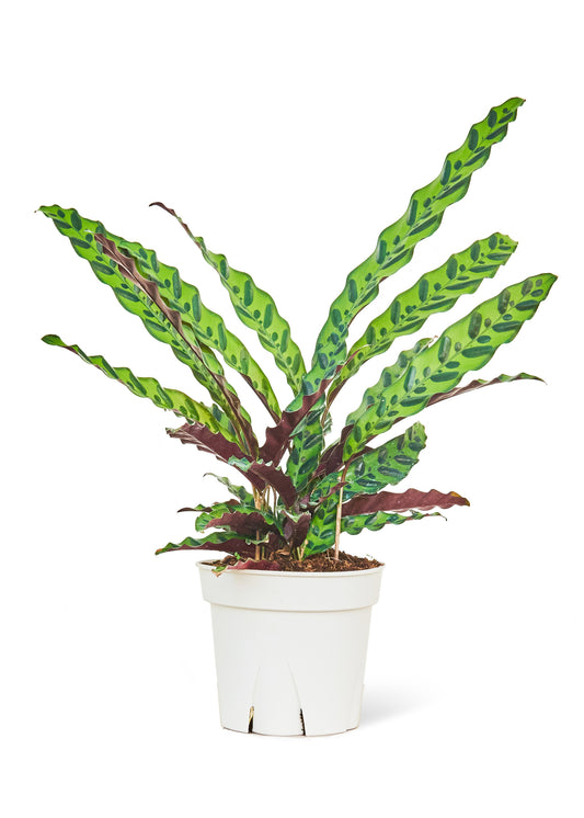 Calathea 'Rattlesnake', Large