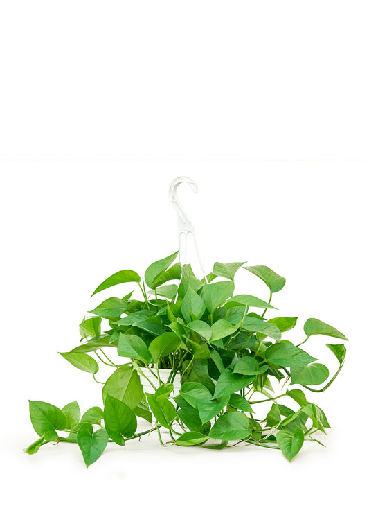 Pothos 'Jade', Large