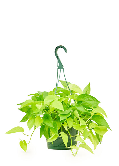 Neon Pothos, Large