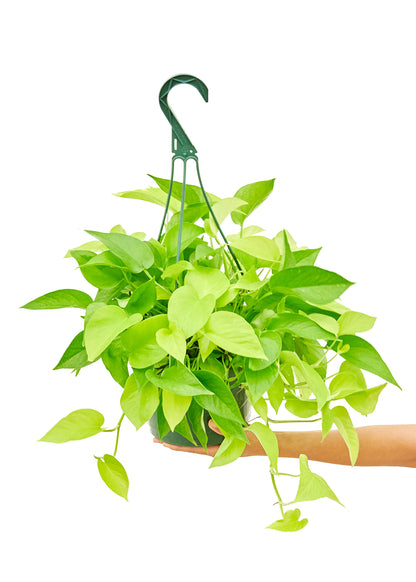 Neon Pothos, Large