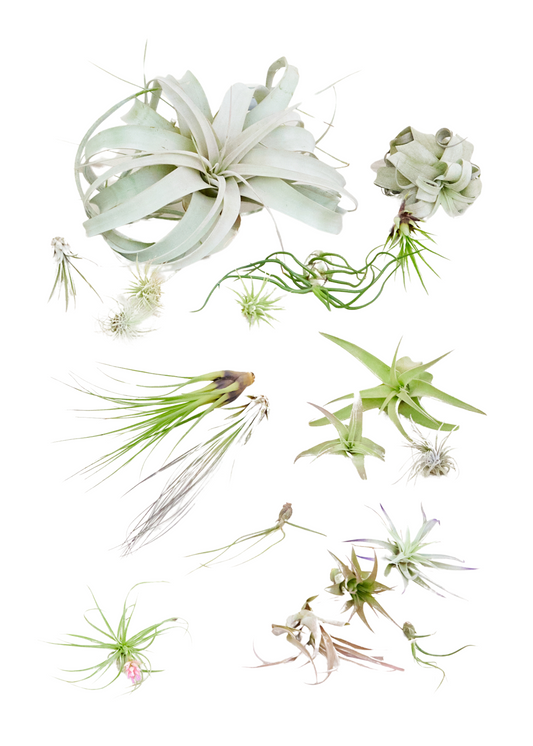 Surprise Air Plants 20 Pack