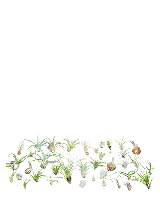 Surprise Air Plants 40 Pack