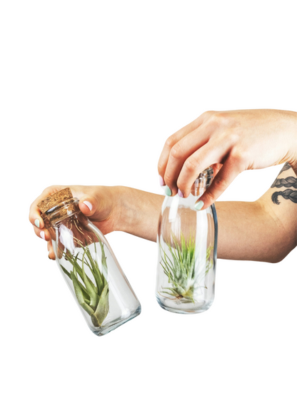 Surprise Air Plants 5 Pack