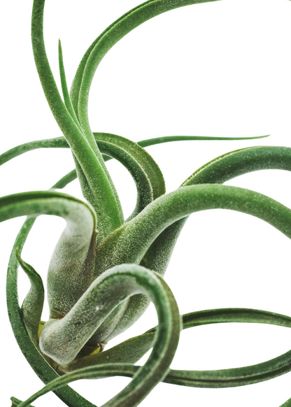 Surprise Air Plants 40 Pack