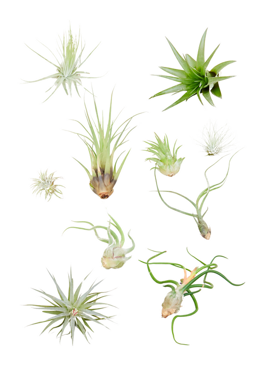 Surprise Air Plants 10 Pack