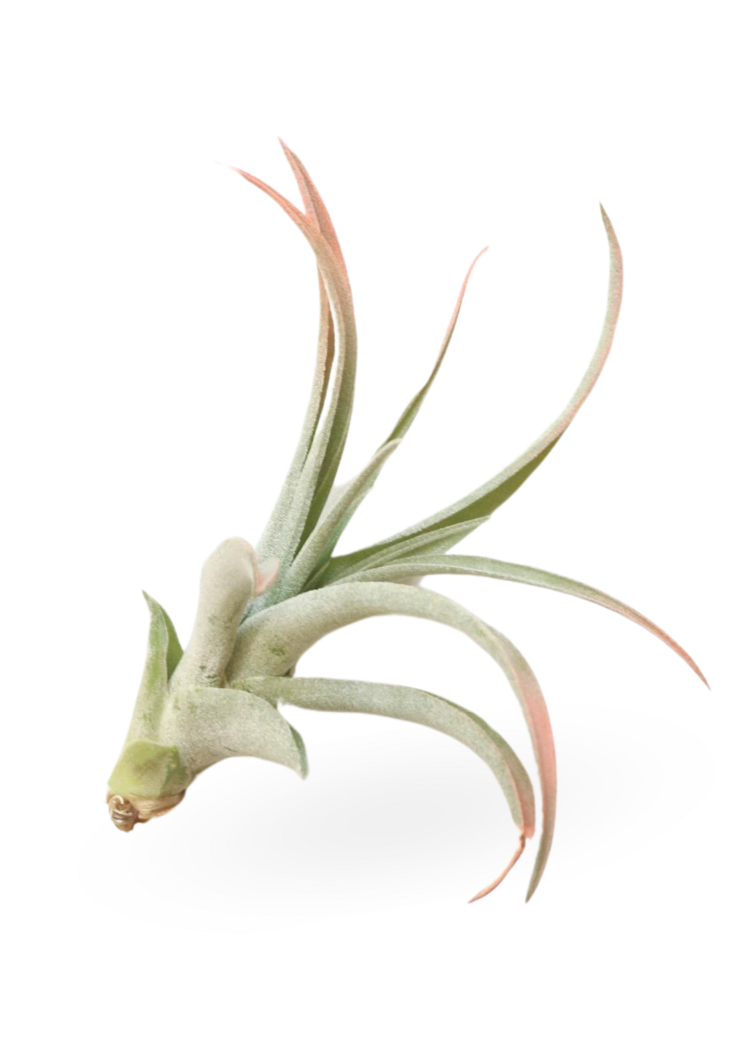 Surprise Air Plants 10 Pack