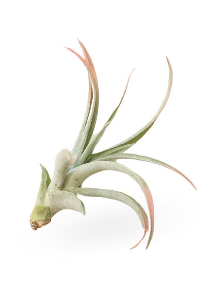 Surprise Air Plants 10 Pack