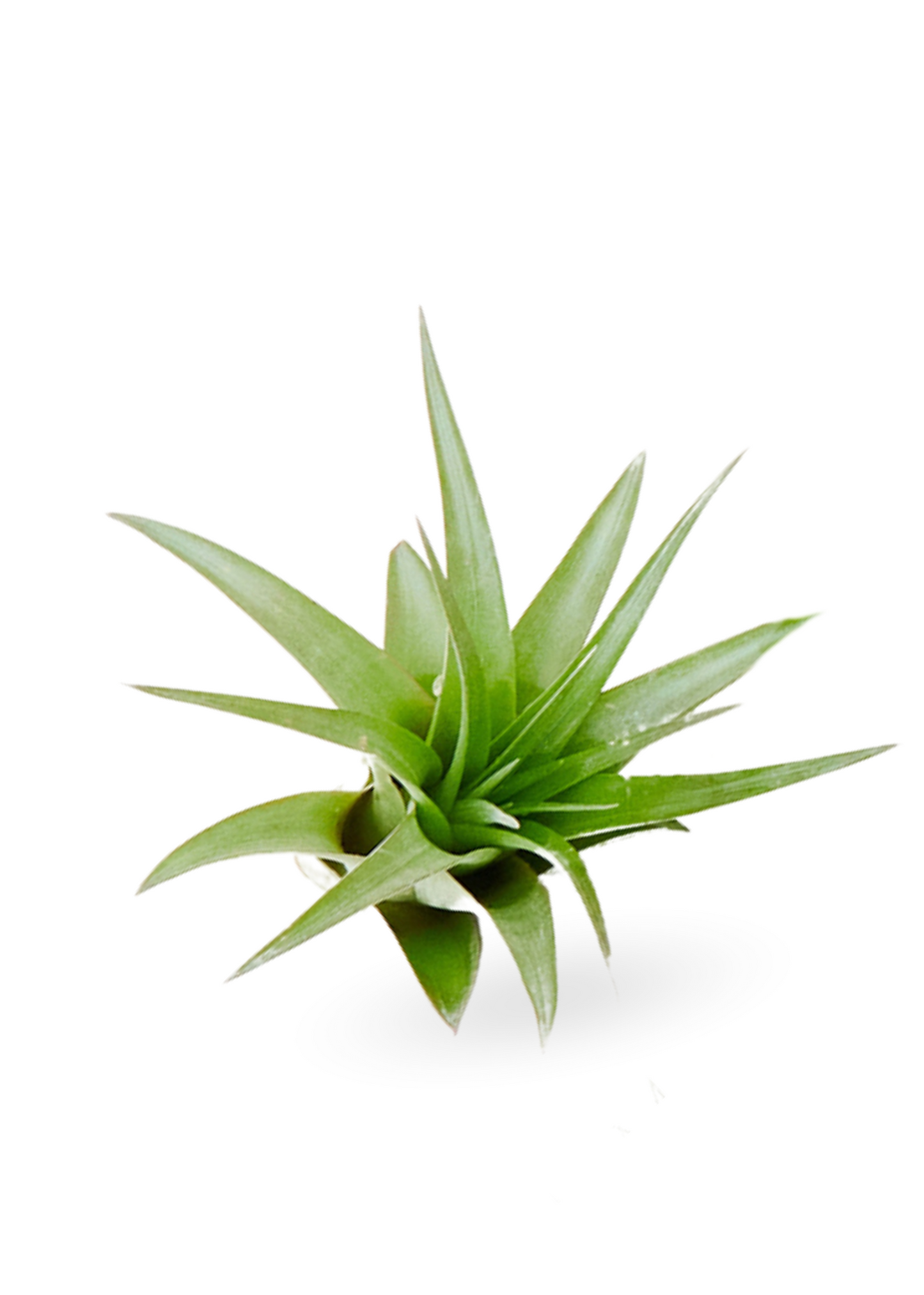 Surprise Air Plants 10 Pack