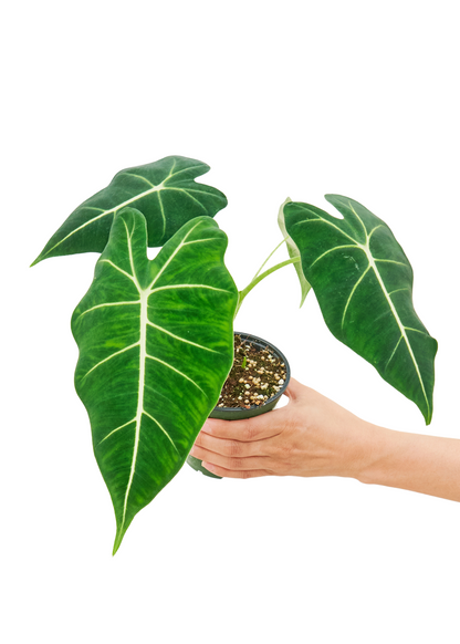 Alocasia 'Frydek', Small