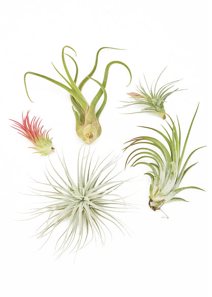 Surprise Air Plants 5 Pack