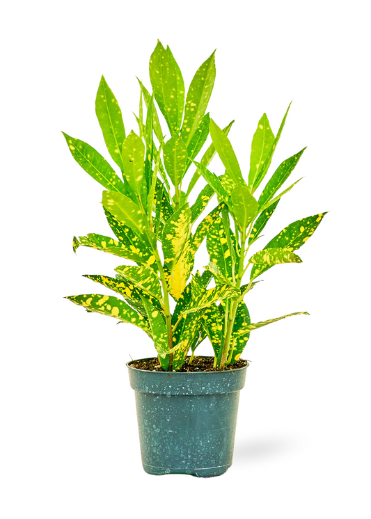 Croton 'Gold Dust', Small